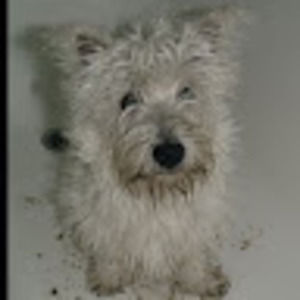 Meet your Posher, Jerry